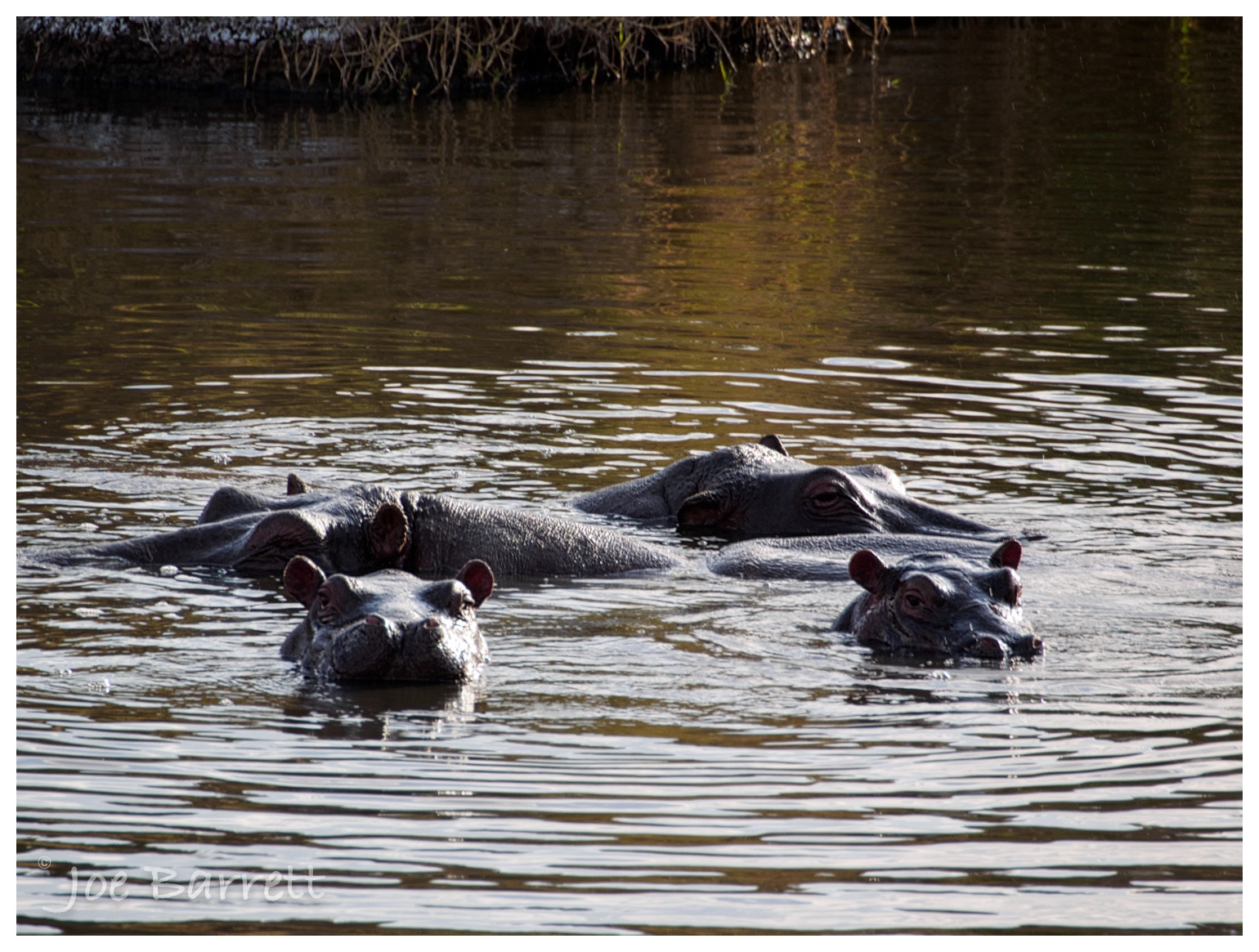  Hippos 