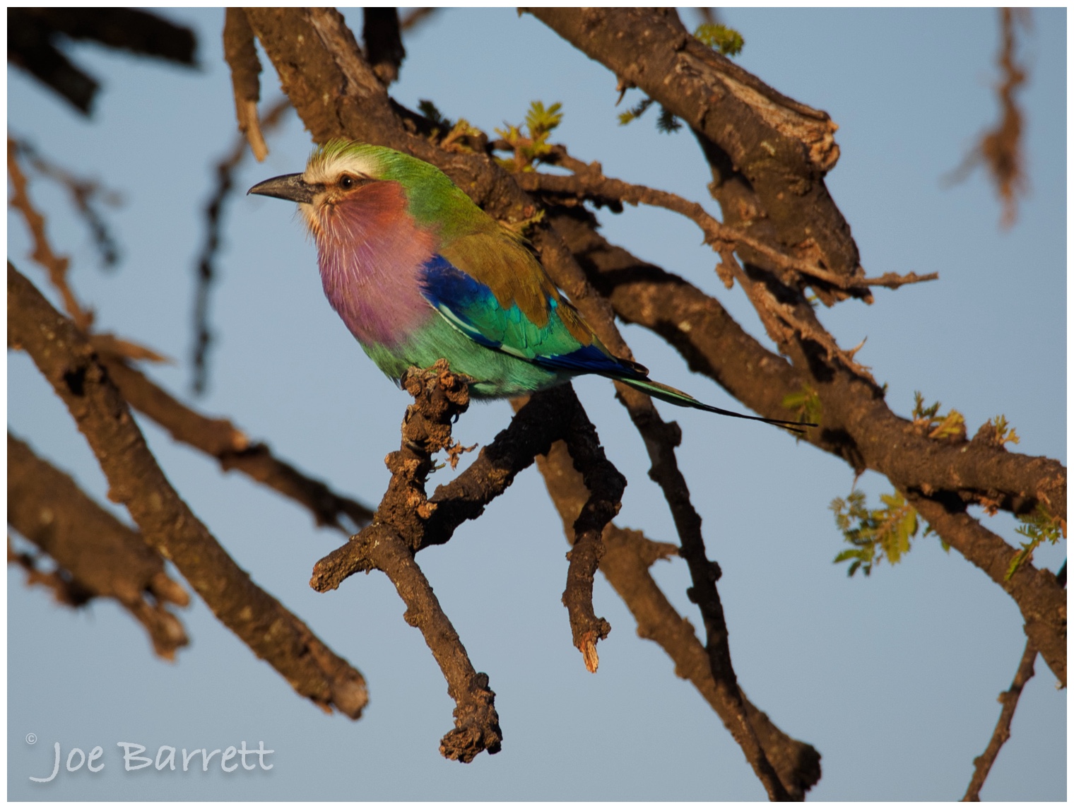  Roller Bird 