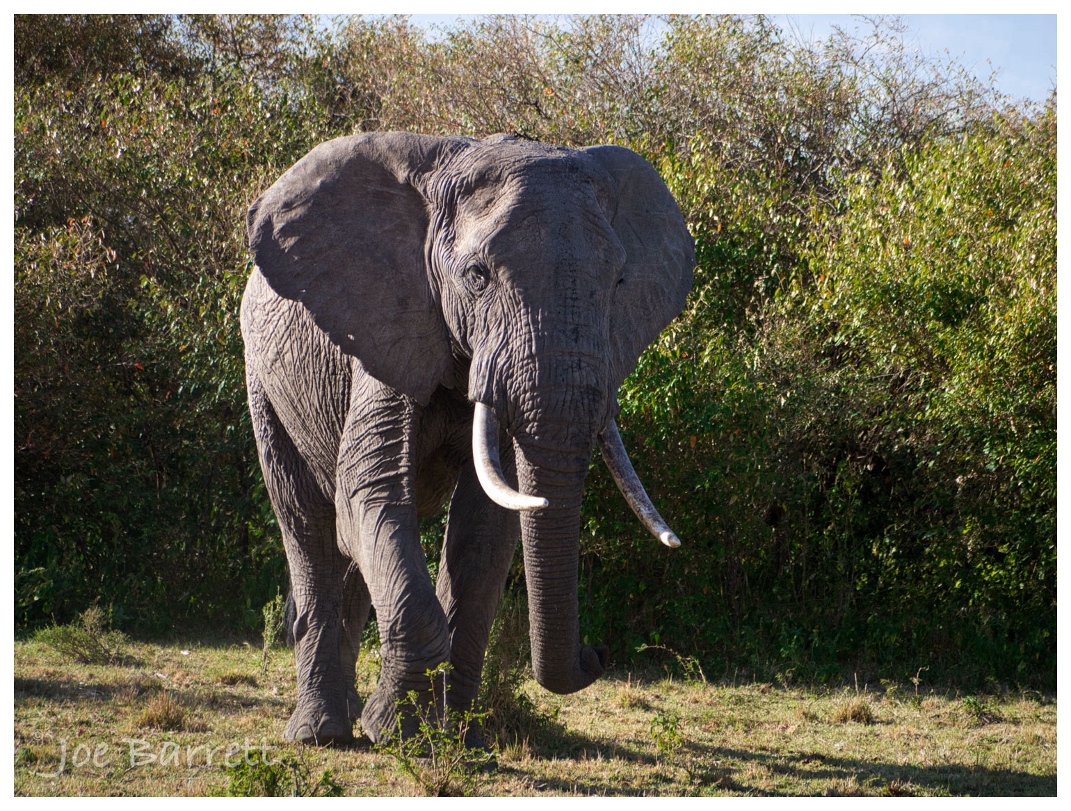  African elephant 