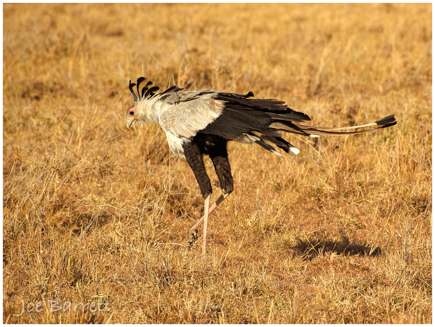  Secratary Bird 