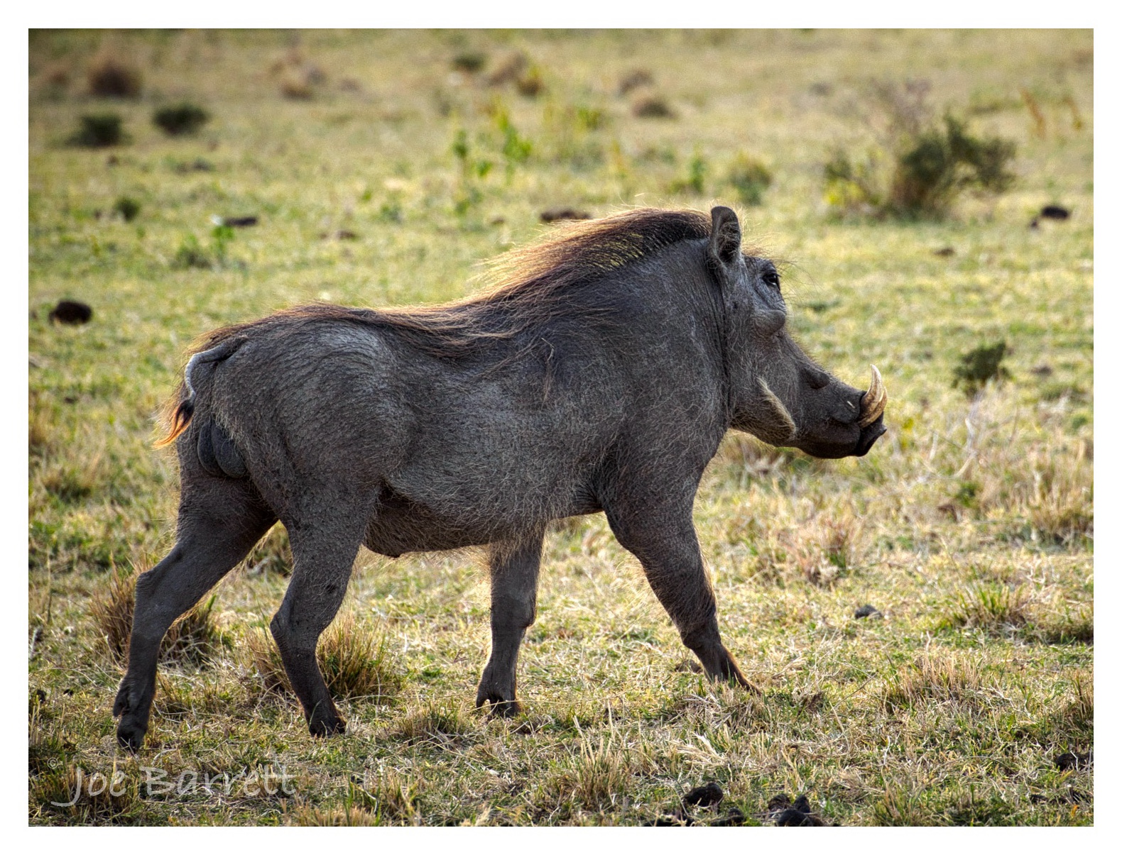  Warthog 