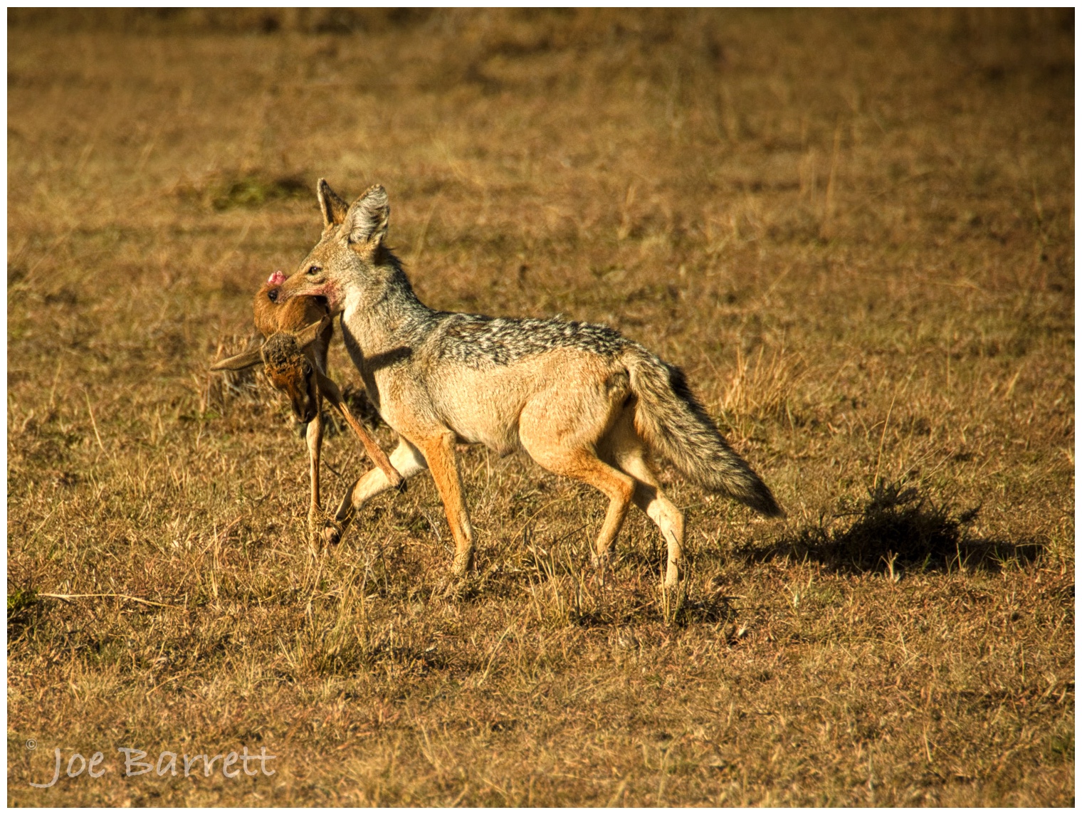  Jackel with half of its prey.  