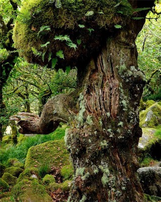 Wisemans Wood