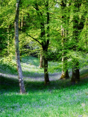 Dunlanrigg Castle Grounds